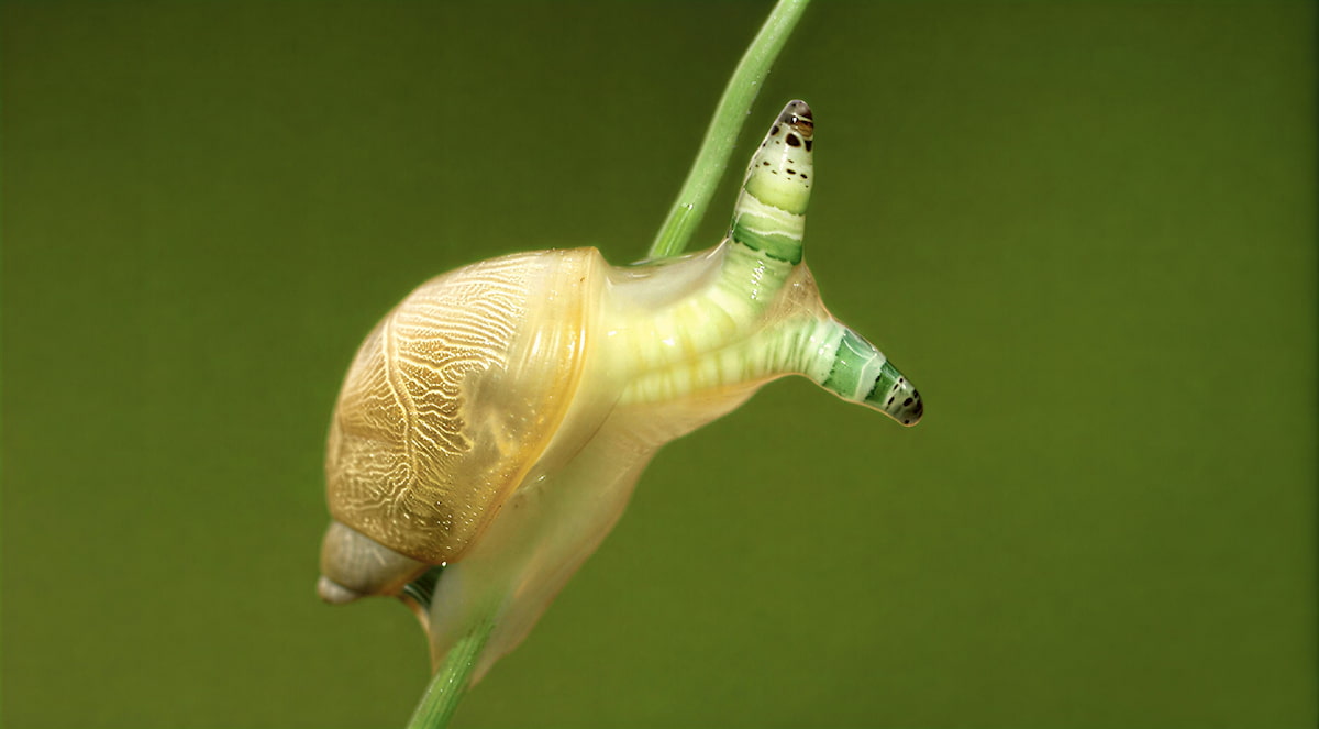 Улитка-зомби с пульсирующими щупальцами зараженная паразитом Leucochloridium paradoxum