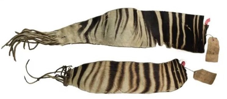 Первые фрагменты шкуры окапи Okapia johnstoni доставленные в Лондон в 1900 году