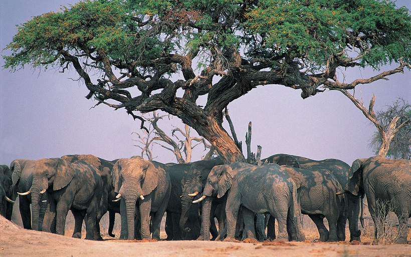 Стадо африканских слонов отдыхает стоя в саванне