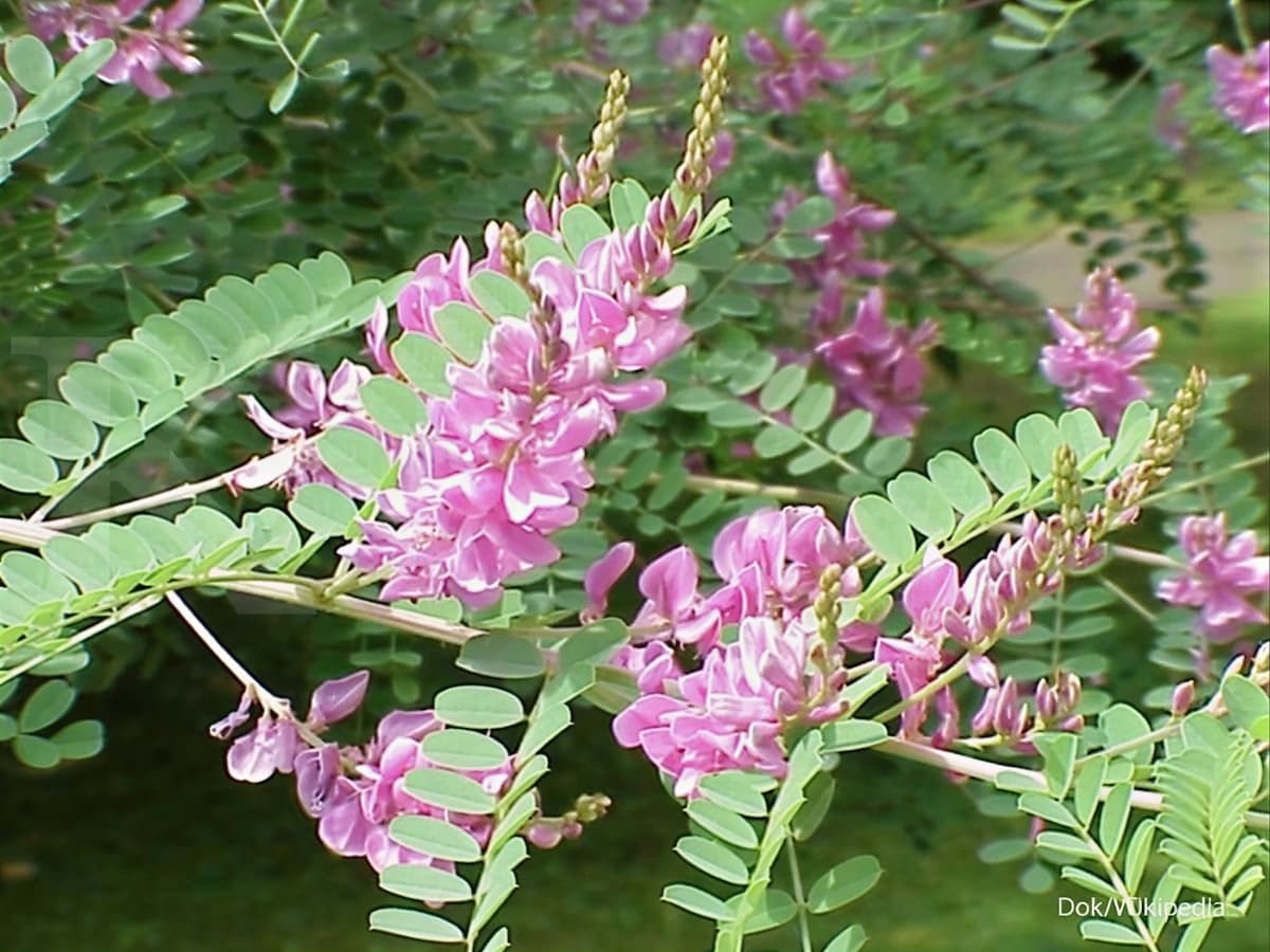 Индигофера красильная Indigofera tinctoria &mdash; растение-источник натурального индиго