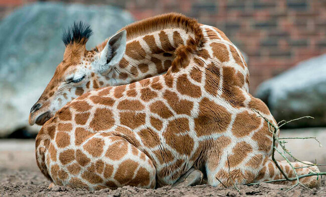 Жираф свернул шею и положил голову на круп во время отдыха