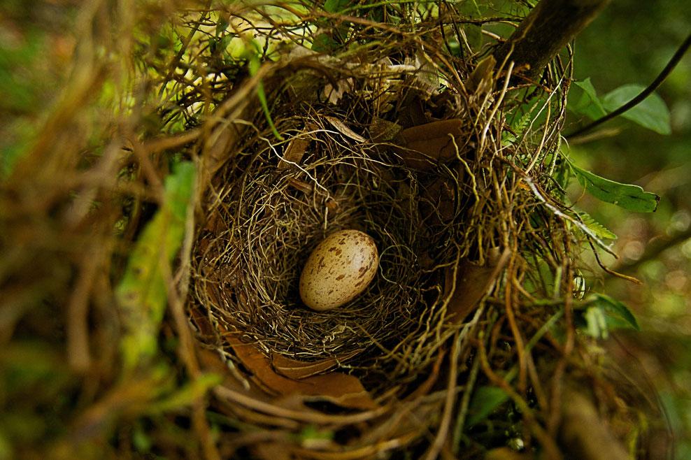 Гнездо райской птицы на ветке с одним крупным яйцом в кладке