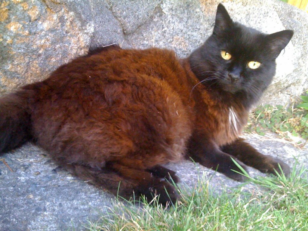 черные кошки становятся "коричневыми" на солнце