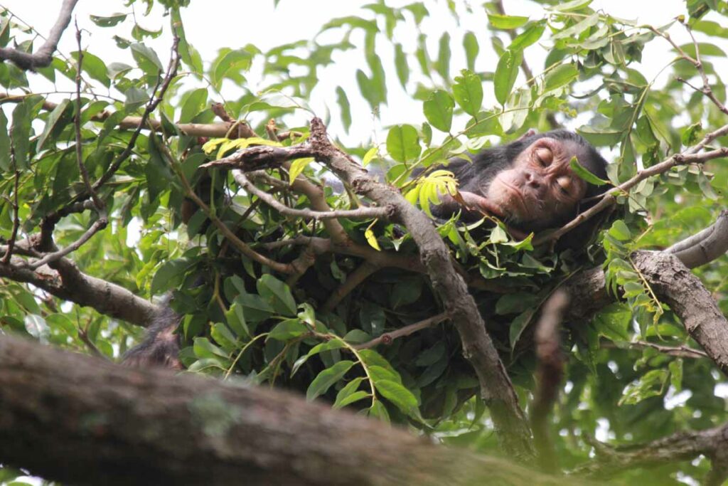 Шимпанзе из Габона сооружает гнездо для ночлега на дереве
