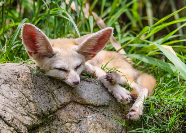 Как спят животные: от медведей в берлоге до летучих мышей вниз головой