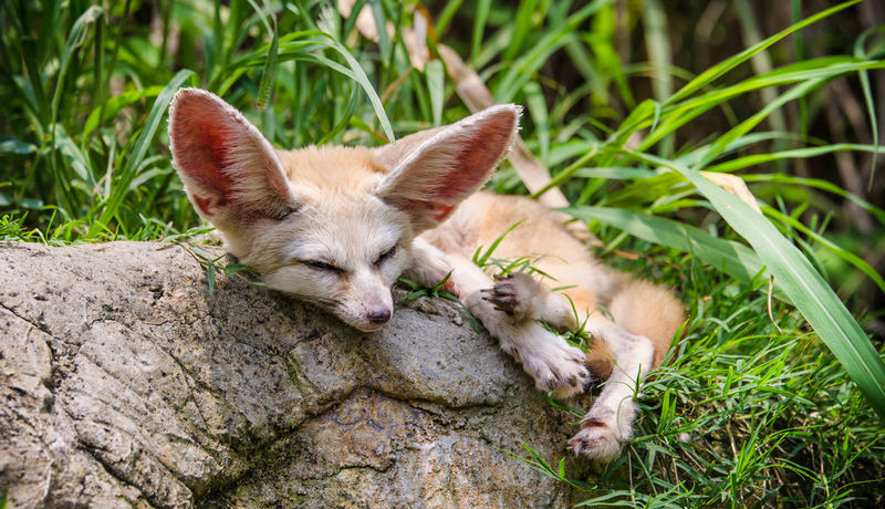 Фенек отдыхает на камне в пустыне, демонстрируя адаптацию к жаркому климату
