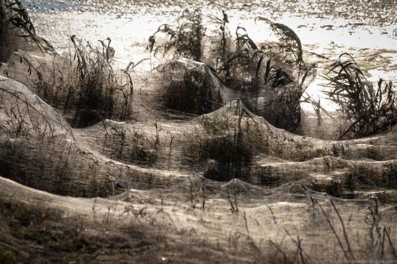 Bigpicture ru arachno 5