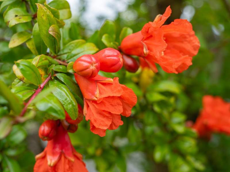 цветы граната