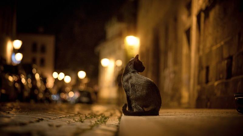 черные коты лучше адаптируются к городской среде