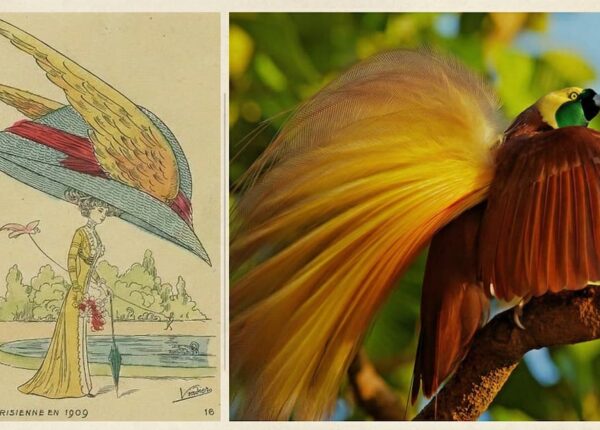 «Эпоха истребления»: как викторианская мода обернулась масштабным уничтожением природы