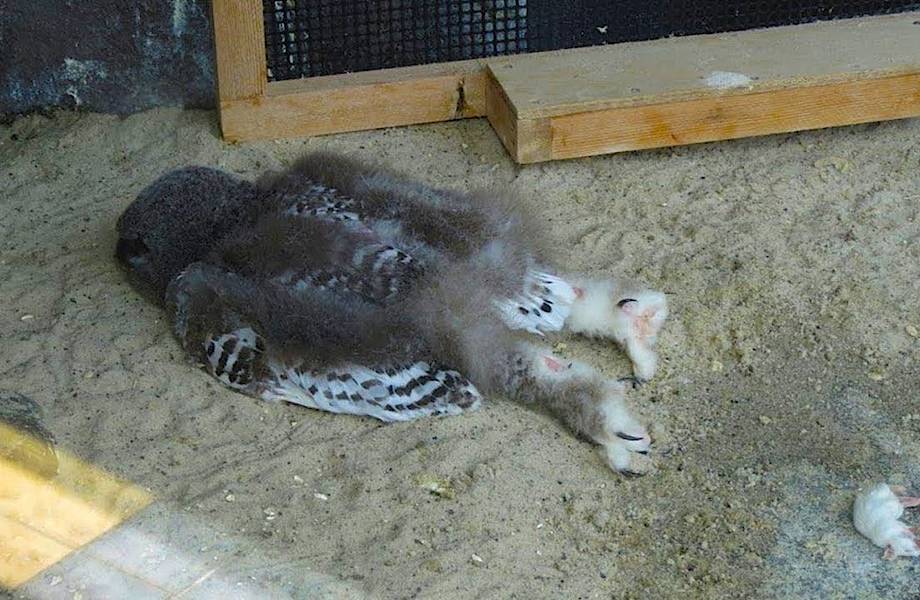 Сова спит с прищуренными глазами, ставшая основой интернет-мемов