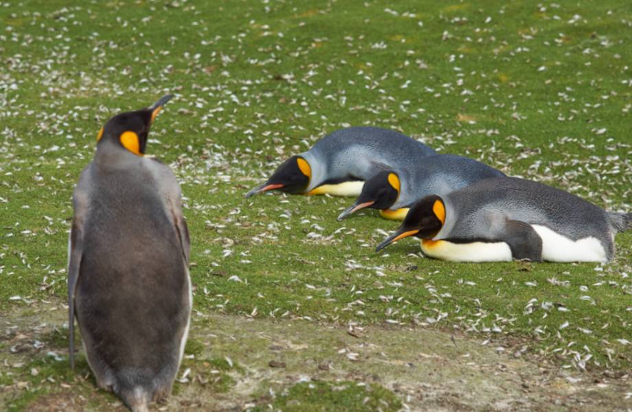 Пингвины стоят вплотную, греясь во сне в антарктическом холоде