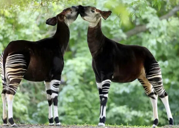 Окапи: животное, которое даже в 20 веке ученые считали мифом