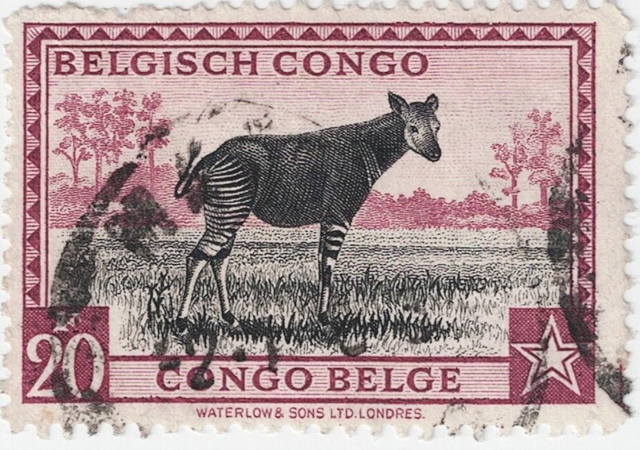 Окапи Okapia johnstoni на колониальной марке Бельгийского Конго