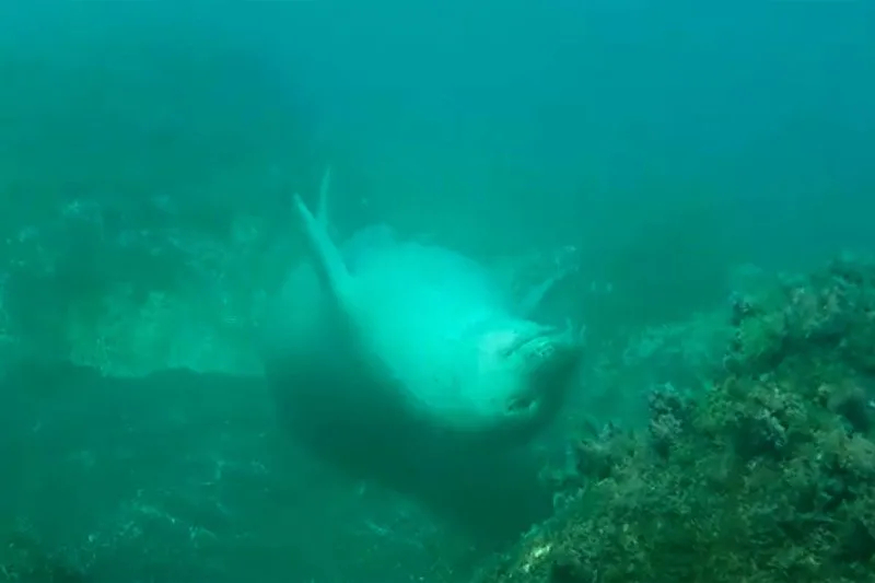 Тюлень-монах погружается в сон на большой глубине океана