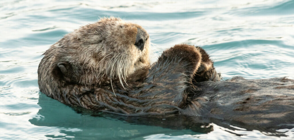 Каланы дрейфуют на спине, держась за лапы во сне