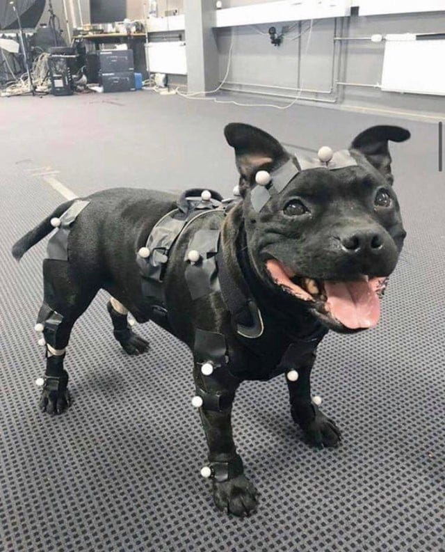 Американский стаффордширский бультерьер Уно на работе над видеоиграми