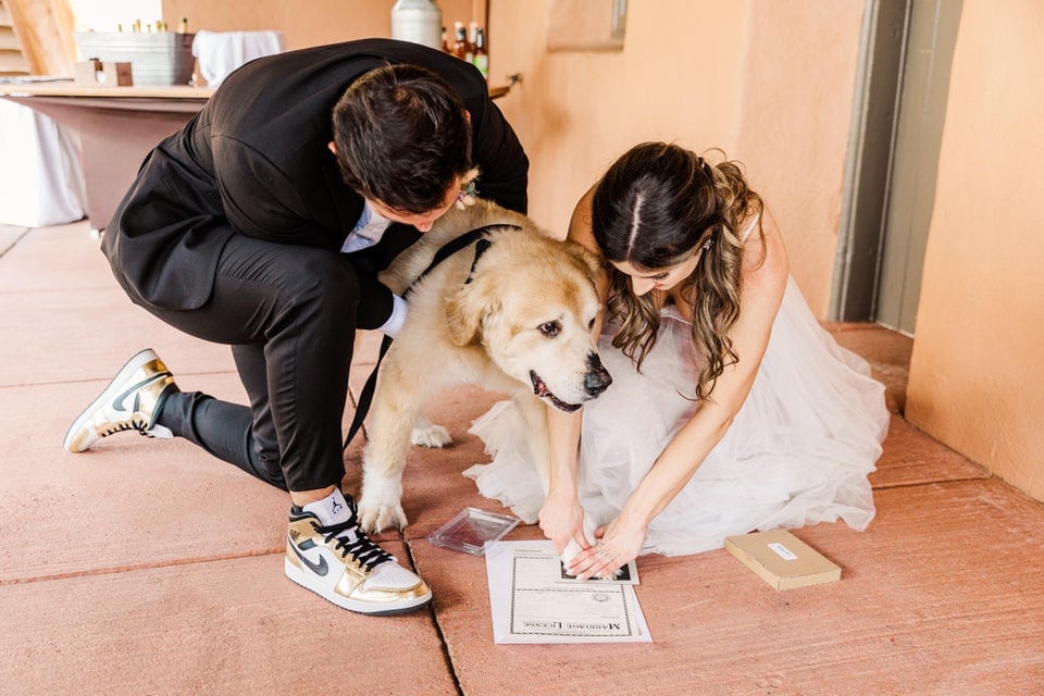 Собака-свидетель на свадьбе