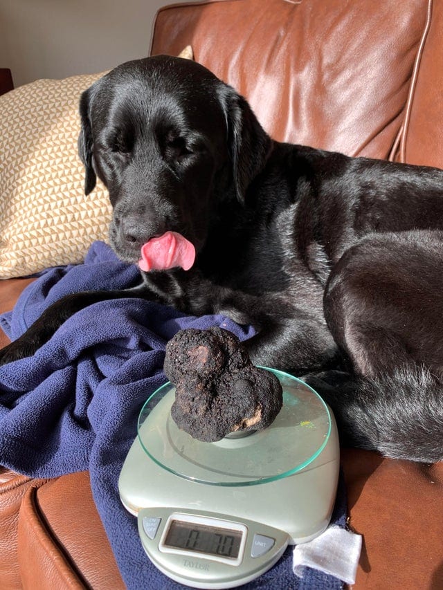 Собака-сыщик трюфелей с уловом почти 200 граммов