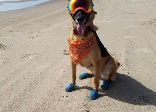 22 собаки на работе: от терапевтов до искателей трюфелей и наркотиков