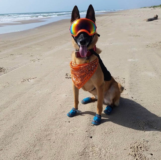 Собака, обученная находить гнёзда морских черепах