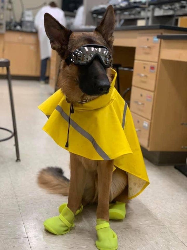 Собака в научной лаборатории