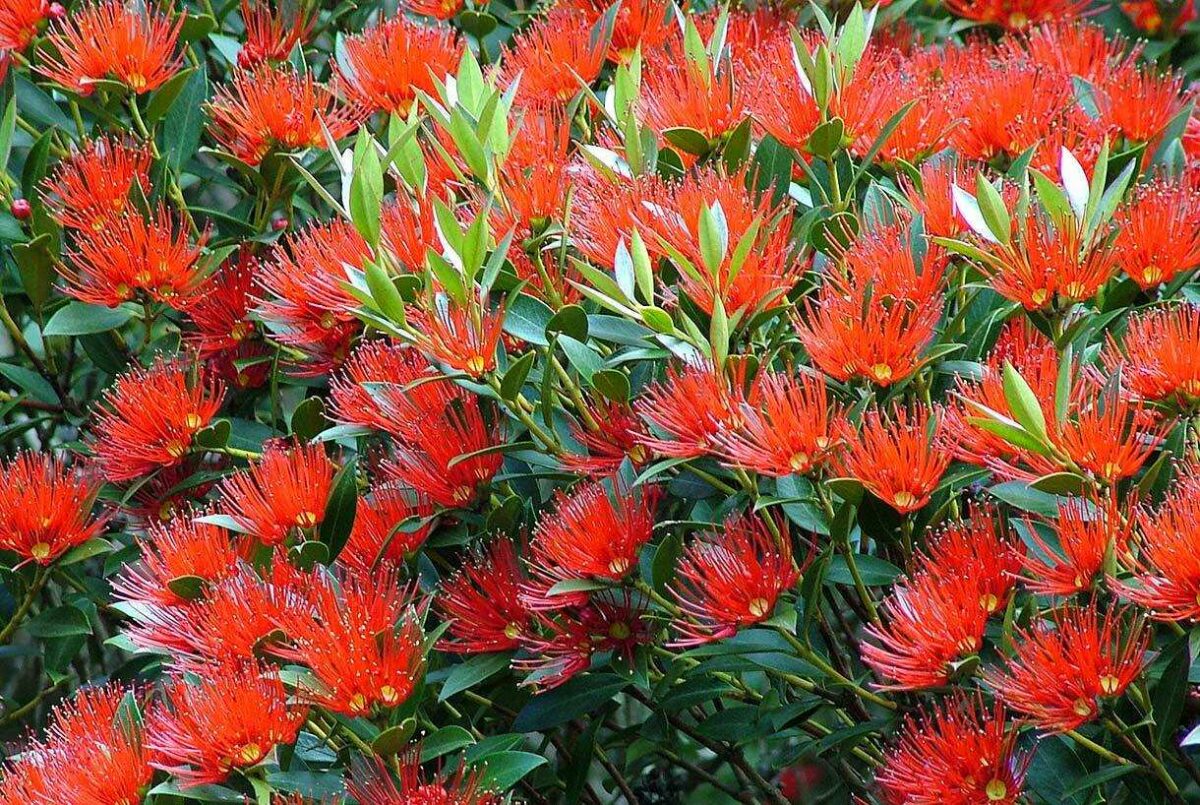 Цветущий метросидерос - рождественское дерево Австралии и Новой Зеландии