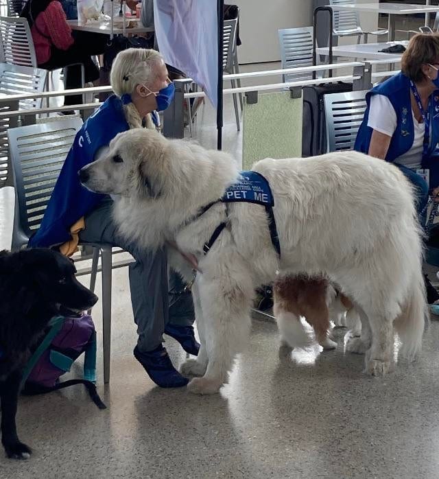 Собака-терапевт в аэропорту снимает стресс у пассажиров