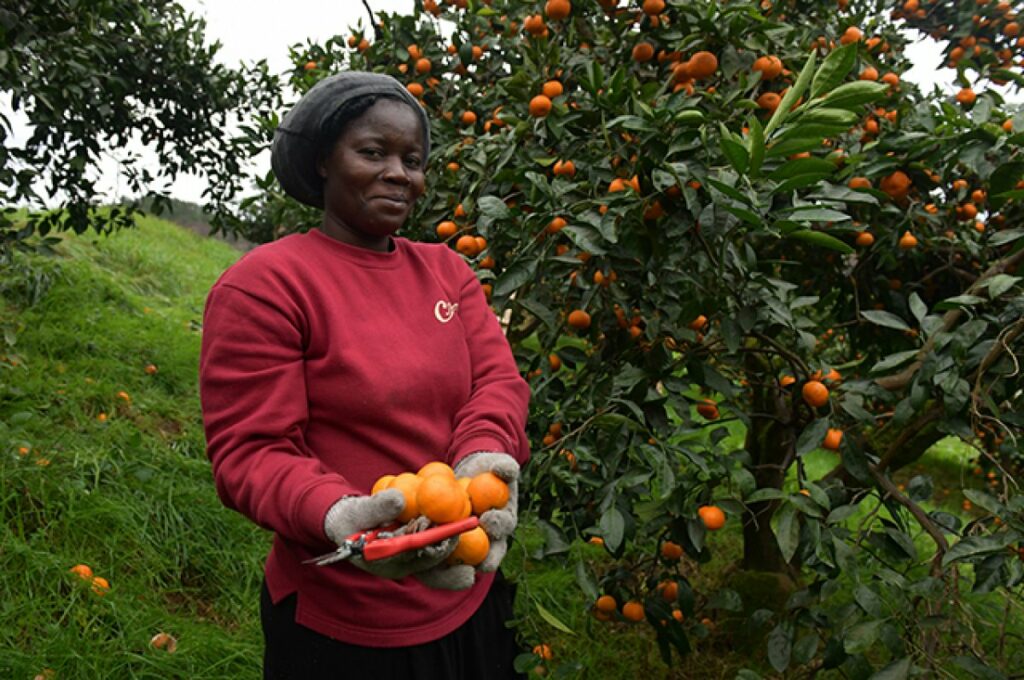 Иностранные рабочие собирают мандарины на абхазской плантации