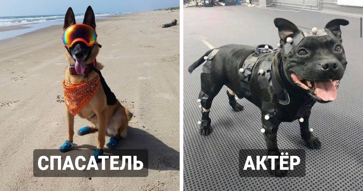Собаки на работе: от терапевтов до искателей трюфелей и наркотиков
