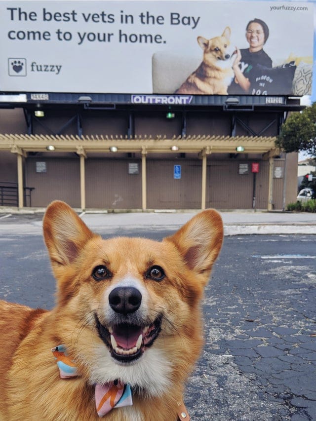 Корги на рекламном билборде с собственным изображением