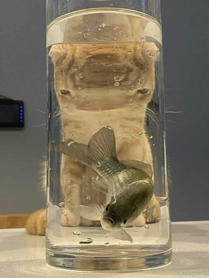 Кошка наблюдает за живой рыбкой в стакане