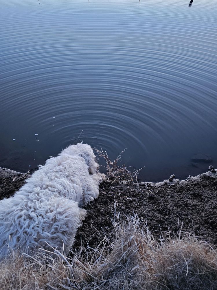 Снимок идеальной ряби на воде, созданной собакой, пьющей воду