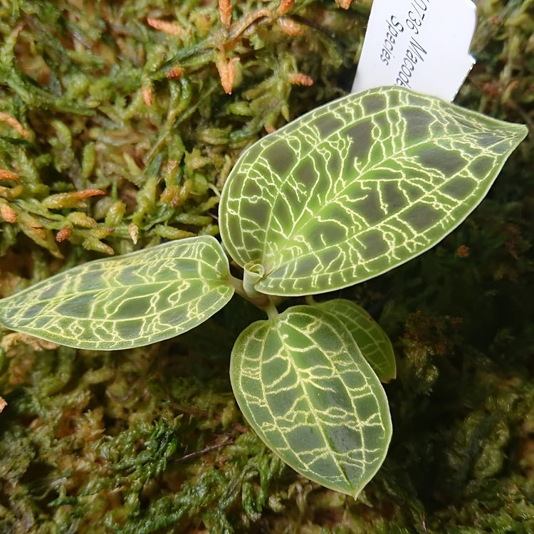 Макрофотография листьев орхидеи Macodes petola с узорами, напоминающими электрические разряды