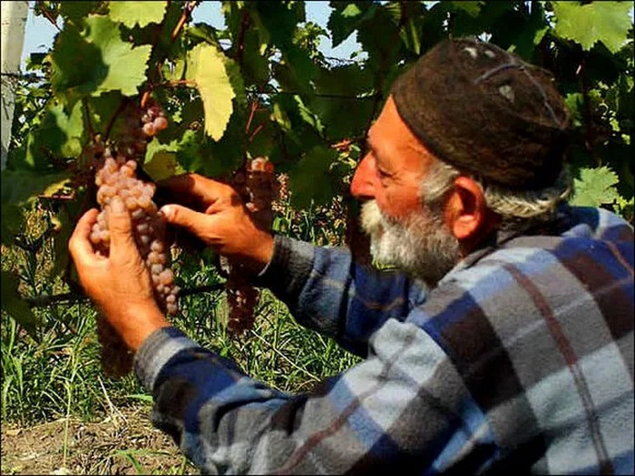 Виноградарь из Грузии