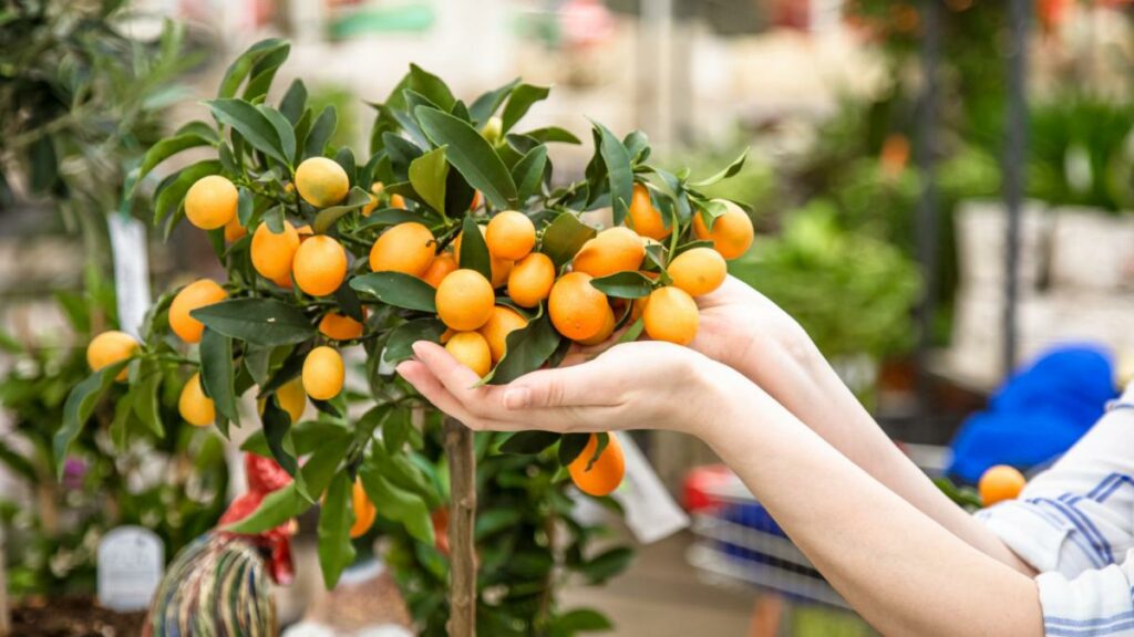 Фотография декоративного сорта маленьких мандаринов на ветке