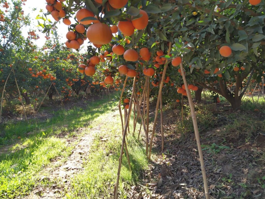 Ветки этих мандариновых деревьев буквально ломаются под тяжестью плодов. Марокко