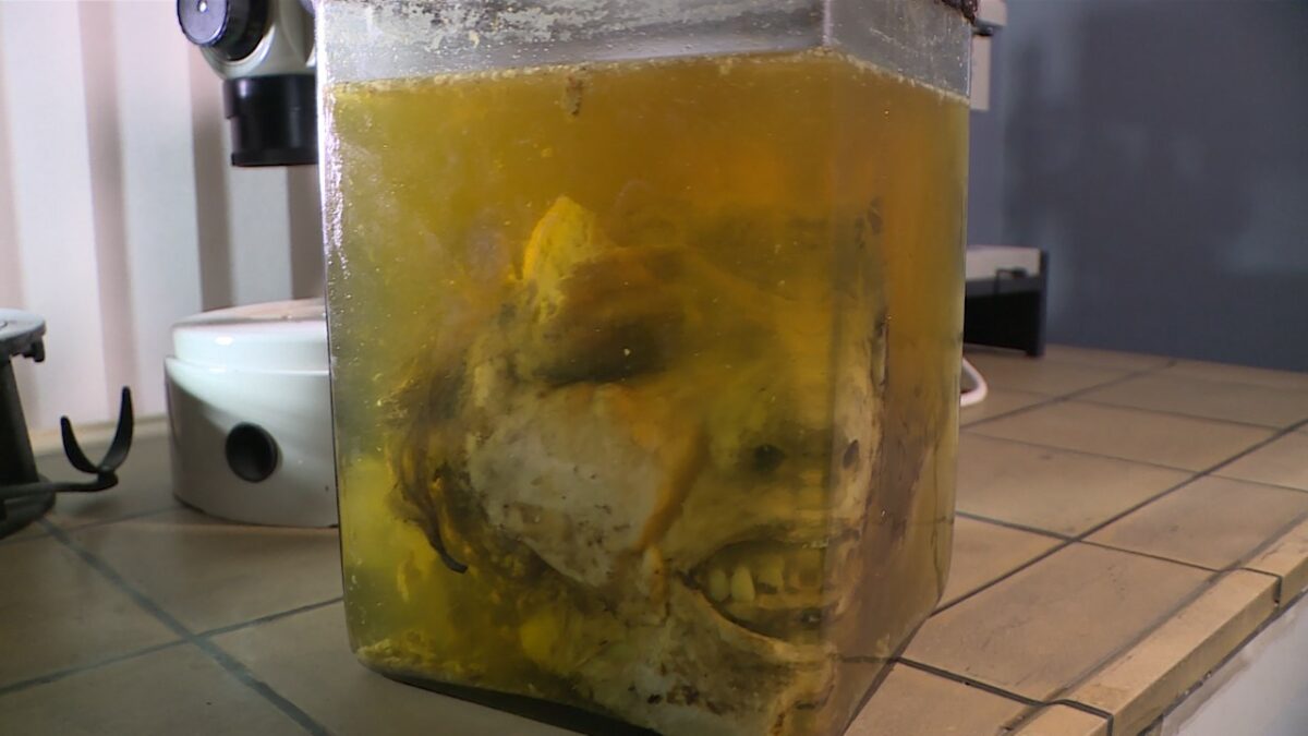 Голова Леньки Пантелеева в формалине &mdash; хранится в СПбГУ