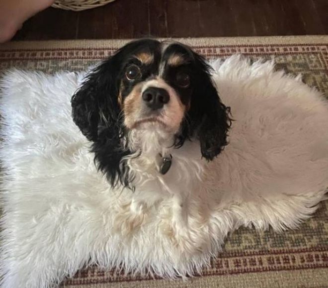 Фотография собаки, чье тело из-за позы и ракурса выглядит как растекающаяся жидкость