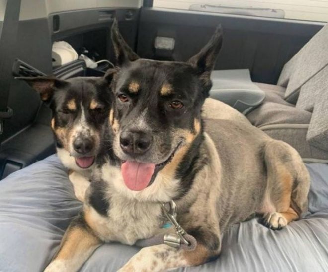 Оптическая иллюзия: две собаки, расположенные так, что кажется, будто у одной из них две головы