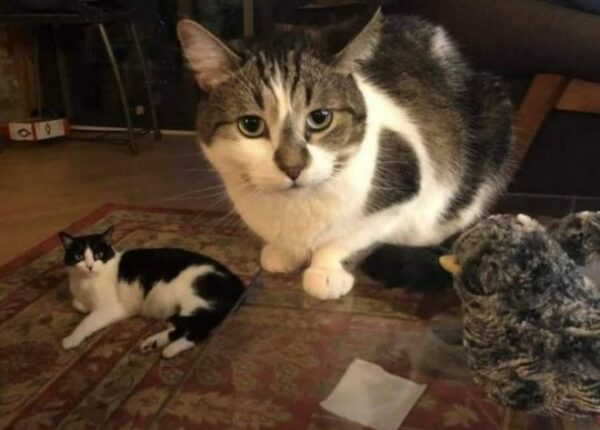 22 фото с обманчивым ракурсом, которые сломают мозг