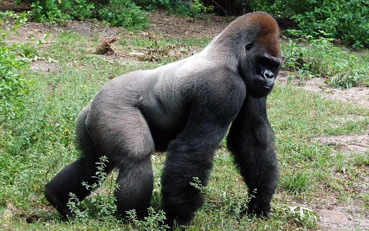 Фотография самца гориллы для визуального сравнения размеров тела