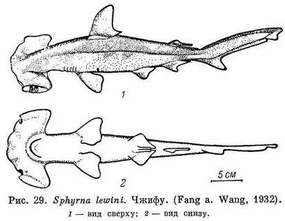 Схематическое изображение внешнего строения акулы-молота в двух проекциях