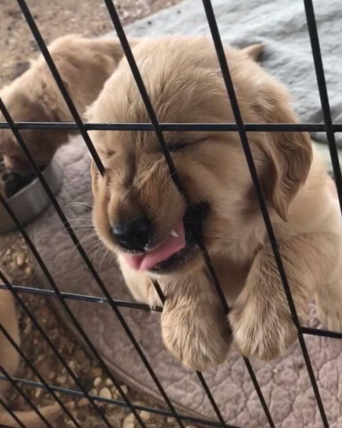 Щенок Арти &mdash; будущая служебная собака или терапевт