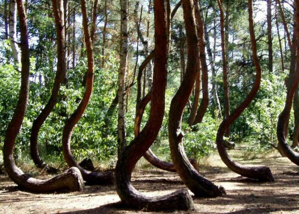 Тайна Кривого леса: что заставило обычные сосны «танцевать»