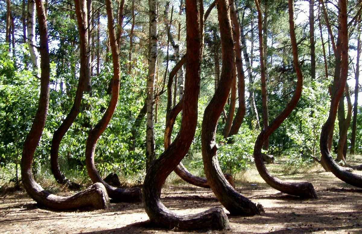Кривой лес Польша искривлённые сосны загадочный феномен