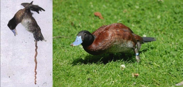 Фотография аргентинской савки (утки) с необычно длинным пенисом