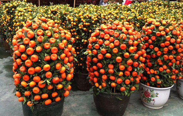 Мандариновые деревья в горшках, украшенные как новогодние елки в китайском доме