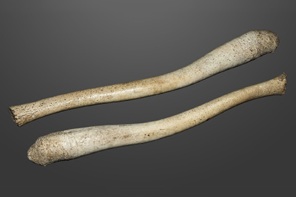 Кадр с демонстрацией крупной пенисной кости (бакулюма) моржа