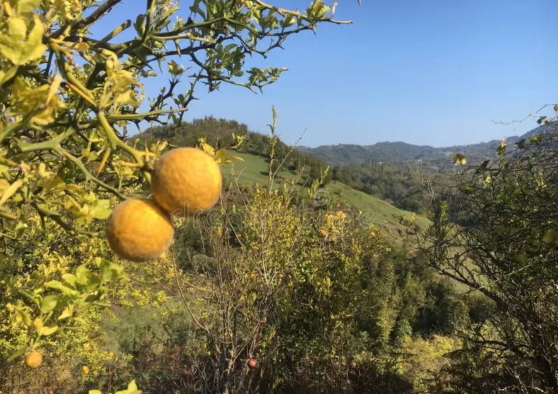 Изображение мелких и невзрачных диких лесных мандаринов